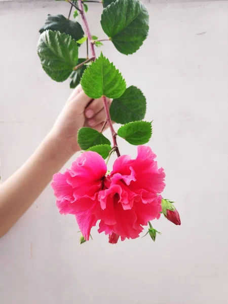 Schöne Frische Hibiskusblüte — Stockfoto