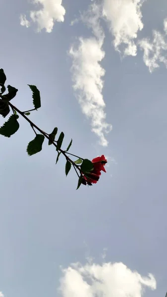 Bela Flor Hibisco Fresca — Fotografia de Stock