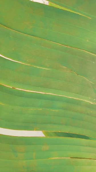 緑のバナナの葉をデザイン性のある質感に仕上げました バナナの葉のクローズアップ — ストック写真