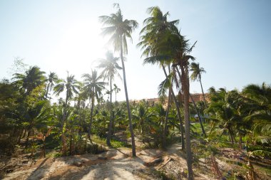 Vietnam palmiye ağaçları ile manzara