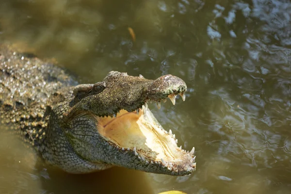 Big crocodile in Vietnam — Stock Photo, Image