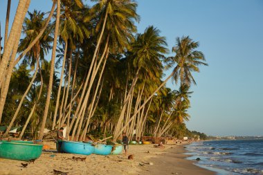 palmiye ağaçları ile peyzaj
