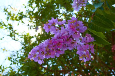 Çiçek Tayland ağaç üzerinde