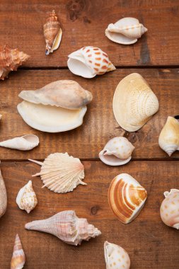 Deniz kabuklarını vintage ahşap tablo 