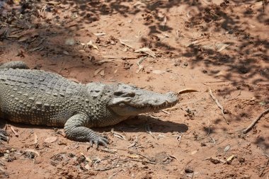 Vietnam büyük timsah 