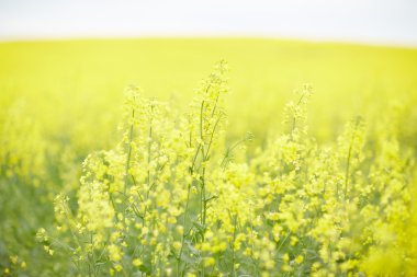 kolza tohumu alan çiçekli