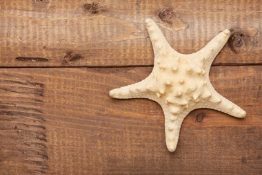 Seashell vintage ahşap tablo 