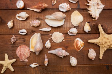 Deniz kabuklarını vintage ahşap tablo 