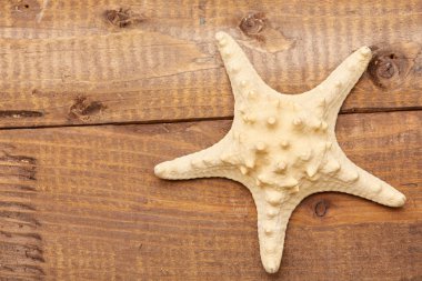 Seashell vintage ahşap tablo 