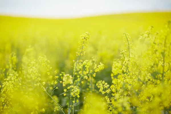 Campo de colza com flores — Fotografia de Stock