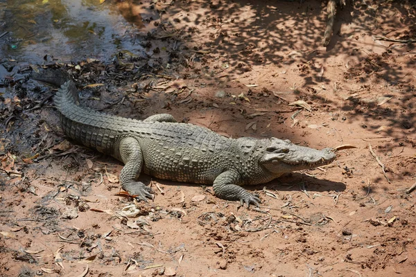 Grande crocodilo no Vietnã — Fotografia de Stock