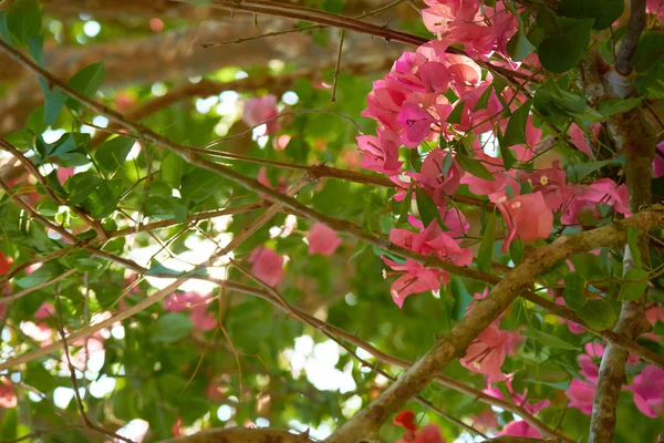 Lilla rosa blomster på tre – stockfoto