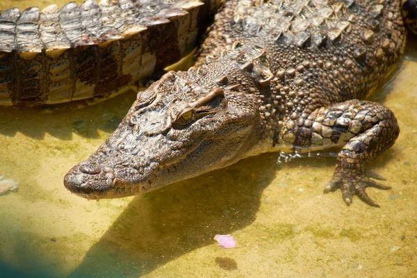 Nagy krokodil Vietnamban — Stock Fotó