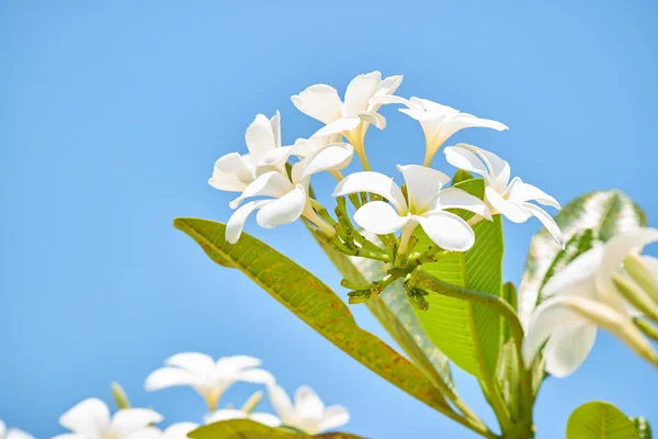 Kwitnące drzewo z białymi kwiatami — Zdjęcie stockowe