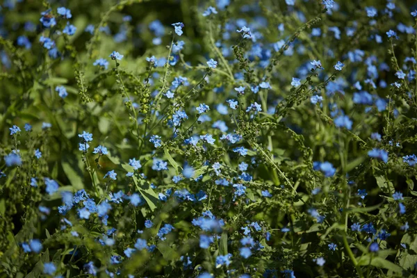 Plantas verdes com flores azuis — Fotografia de Stock
