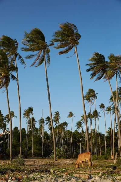 Vietnam palmiye ağaçları ile manzara