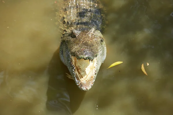 Grote krokodil in Vietnam — Stockfoto