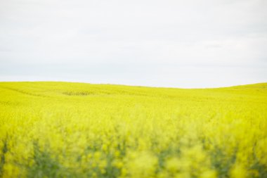 kolza tohumu alan çiçekli
