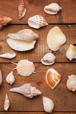 Deniz kabuklarını vintage ahşap tablo 