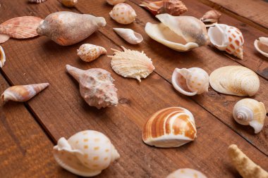 Deniz kabuklarını vintage ahşap tablo 