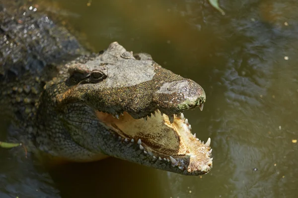 Nagy krokodil Vietnamban — Stock Fotó