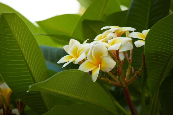 Árbol con flores blancas —  Fotos de Stock