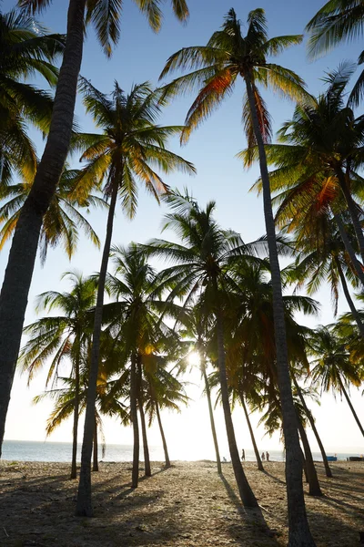 Paisaje con palmeras en Vietnam — Foto de Stock