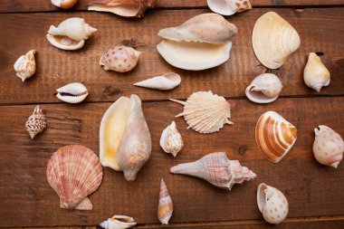 Deniz kabuklarını vintage ahşap tablo 