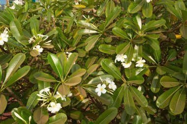 Beyaz çiçeklerle çiçek açan ağaç.