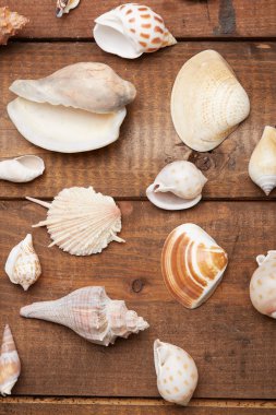 kabukları ahşap yüzeye