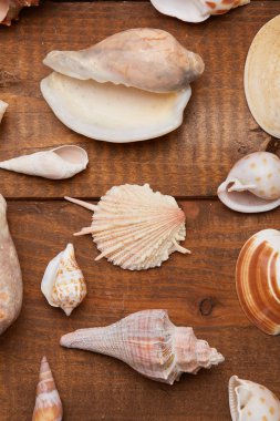 Deniz kabuklarını vintage ahşap tablo 