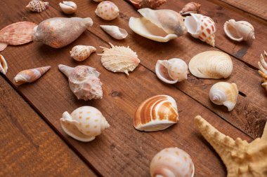 kabukları ahşap yüzeye