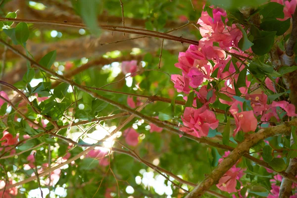 Flores roxas cor-de-rosa na árvore — Fotografia de Stock