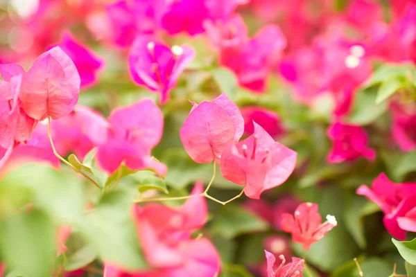 Flores rosa púrpura en el árbol — Foto de Stock