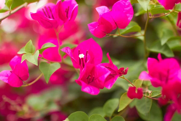 Lilla rosa blomster på tre – stockfoto