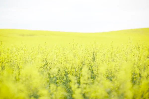 Rapsfeld mit gelben Blüten — Stockfoto