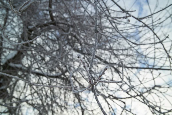 나무 가지와 겨울 풍경 — 스톡 사진