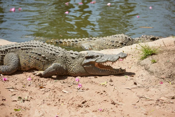 Крокодил у В'єтнамі — стокове фото