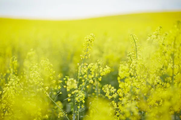 Campo de colza com flores amarelas — Fotografia de Stock