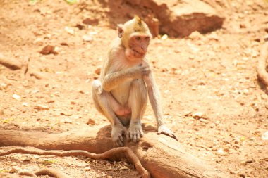 maymun Tayland bir hayvanat bahçesi