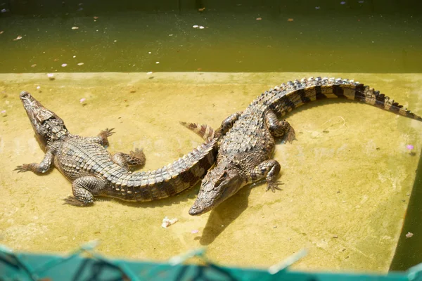 Krokodilok Thaiföldön — Stock Fotó