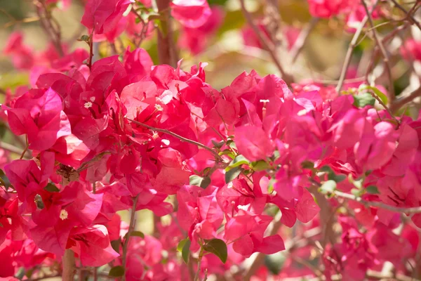 Flores roxas cor de rosa em uma árvore na Tailândia — Fotografia de Stock