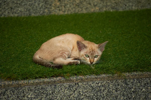 Katze auf Gras — Stockfoto