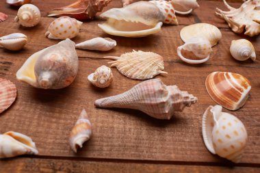 Deniz kabuklarını vintage ahşap tablo 