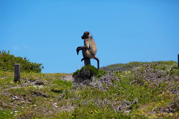 Singe au Cap — Photo