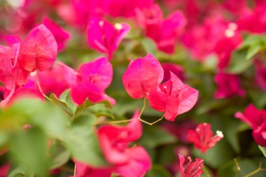 ağaç üzerinde pembe çiçekler