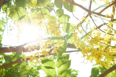 Tayland ağaç üzerinde sarı çiçek