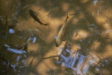 Tayland temiz su balık