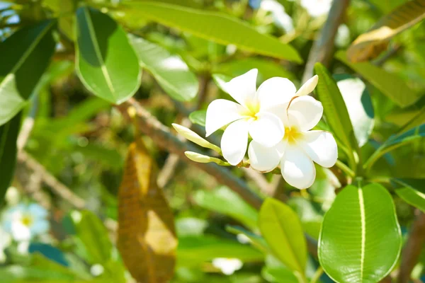 Arbre à fleurs blanches en Thaïlande — Photo