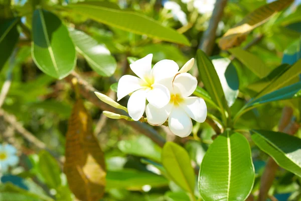 Träd med vita blommor i Thailand — Stockfoto